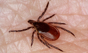 Commercial tick control companies Maryland